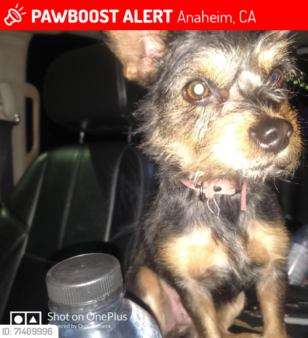 Lost Female Dog last seen La Palma and Kraemer, Anaheim, CA 92806