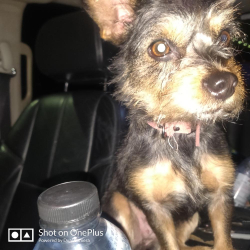 Lost Female Dog last seen La Palma and Kraemer, Anaheim, CA 92806