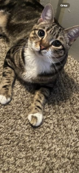 Lost Female Cat last seen Roseto Rd off Fairway, Roseville, CA 95677