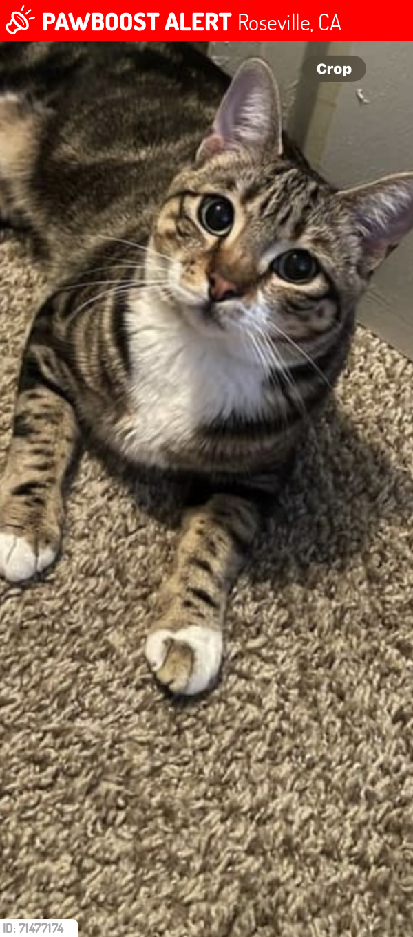 Lost Female Cat last seen Roseto Rd off Fairway, Roseville, CA 95677