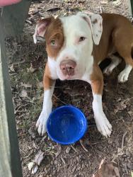 Lost Female Dog last seen Lobachsville Rd & Long Ln,, Pike Township, PA 19547