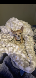 Lost Male Dog last seen Internacional Dr y old Oxford rd, Durham, NC 27704