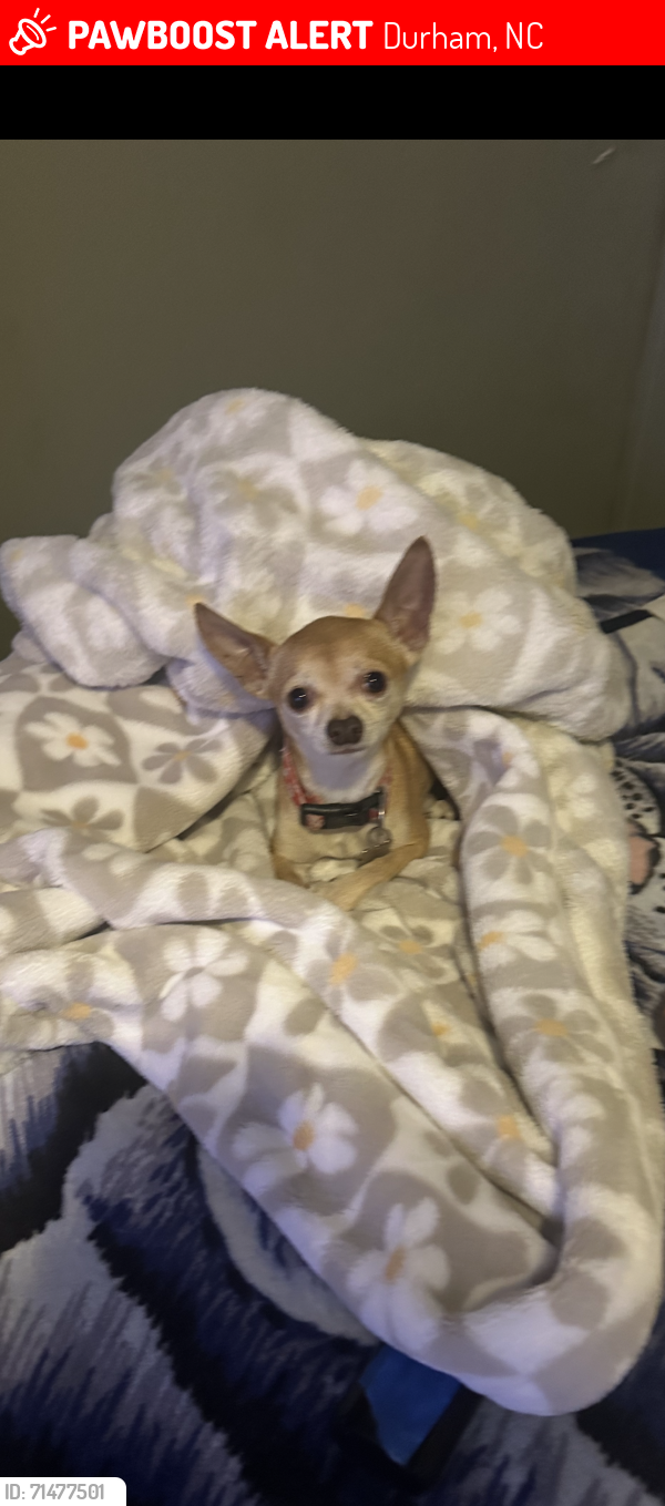 Lost Male Dog last seen Internacional Dr y old Oxford rd, Durham, NC 27704