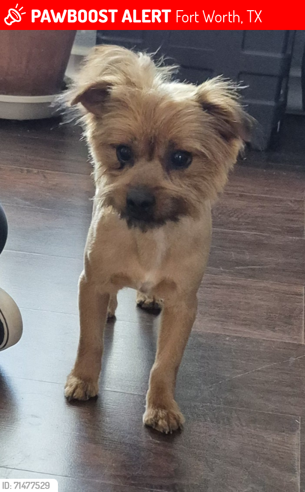 Lost Male Dog last seen Timberline Dr and Old Mansfield , Fort Worth, TX 76119
