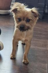 Lost Male Dog last seen Timberline Dr and Old Mansfield , Fort Worth, TX 76119