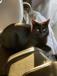 Lost Female Cat last seen Harrington Lane, Roxboro, NC 27573