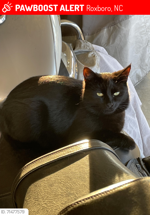 Lost Female Cat last seen Harrington Lane, Roxboro, NC 27573