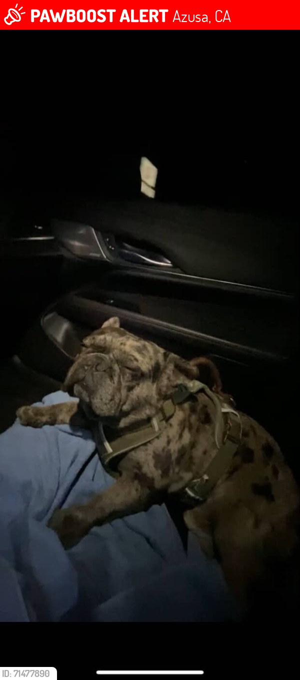 Lost Male Dog last seen Arrow Hwy, Covina Market Place, N banewell, Valleydale Park, Azusa, CA 91722