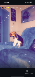 Lost Female Dog last seen Osage , St. Louis, MO 63118