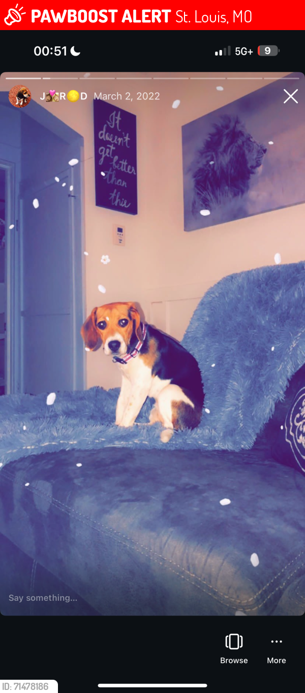 Lost Female Dog last seen Osage , St. Louis, MO 63118