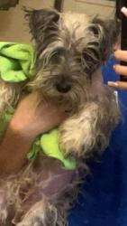 Lost Male Dog last seen El pinto by el pinto, Albuquerque, NM 87107