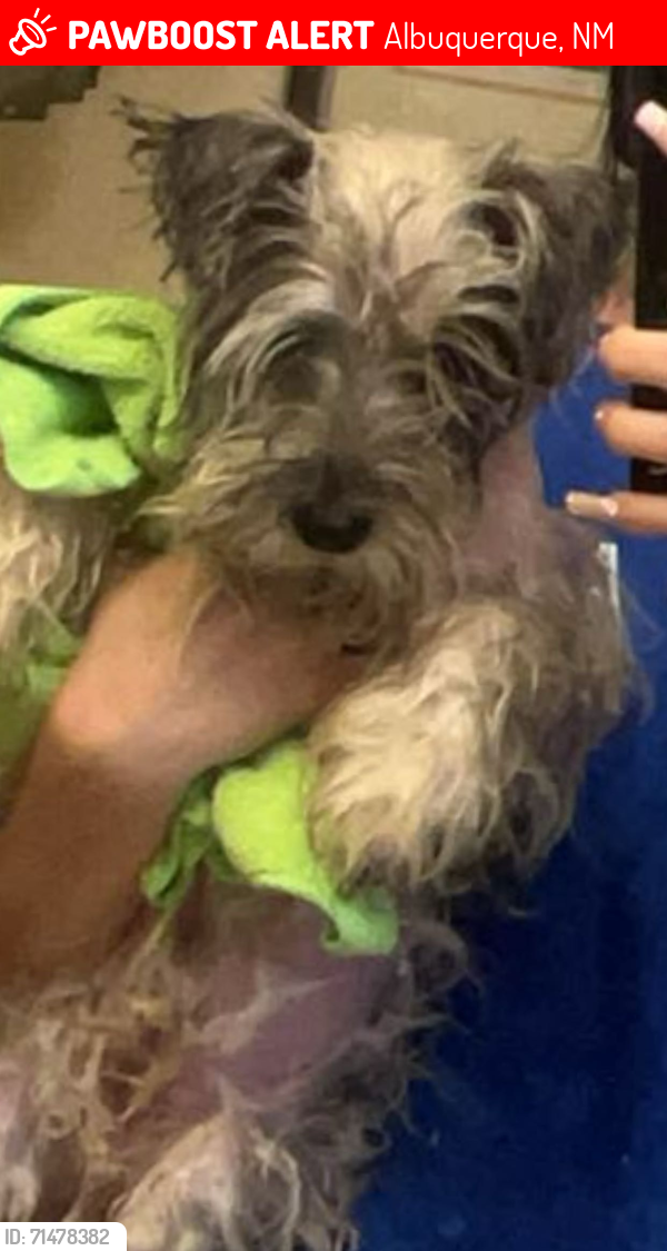 Lost Male Dog last seen El pinto by el pinto, Albuquerque, NM 87107