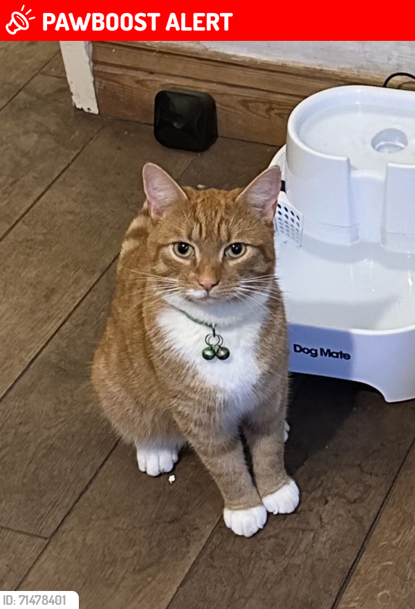 Lost Male Cat last seen Dorking Road, Great Knowley, Chorley, Lancashire, England PR6