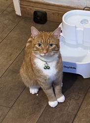 Lost Male Cat last seen Dorking Road, Great Knowley, Chorley, Lancashire, England PR6