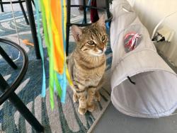 Lost Male Cat last seen Hadley Rd., Leach Rd., Woodfield, Greenville, PA 16125