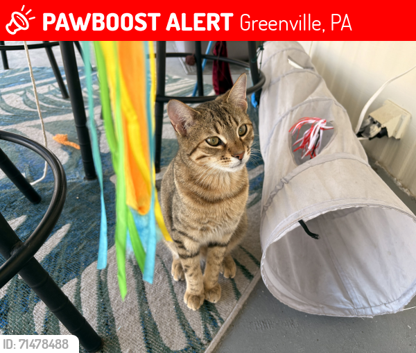 Lost Male Cat last seen Hadley Rd., Leach Rd., Woodfield, Greenville, PA 16125
