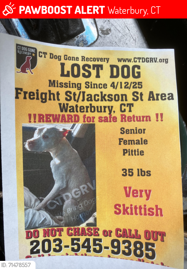 Lost Female Dog last seen Last seen in Baldwin st, Waterbury, CT 06702