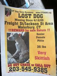 Lost Female Dog last seen Last seen in Baldwin st, Waterbury, CT 06702