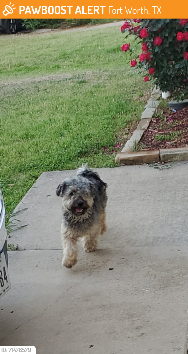 Found/Stray Male Dog last seen Family dollar , Fort Worth, TX 76123