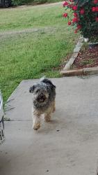Found/Stray Male Dog last seen Family dollar , Fort Worth, TX 76123
