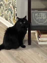 Lost Male Cat last seen 59th and cass , Westmont, IL 60559