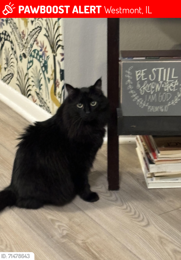 Lost Male Cat last seen 59th and cass , Westmont, IL 60559