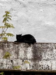 Reunited Female Cat last seen Chatham & Indiana Ave, Philadelphia, PA 19134