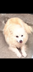 Lost Female Dog last seen I-20 West Welcome Center, Belvedere, SC 29841