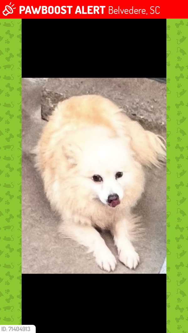 Lost Female Dog last seen I-20 West Welcome Center, Belvedere, SC 29841