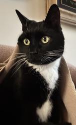 Lost Male Cat last seen State Street,Walnut Rd, Cope Rd, Kennett Square, PA 19348