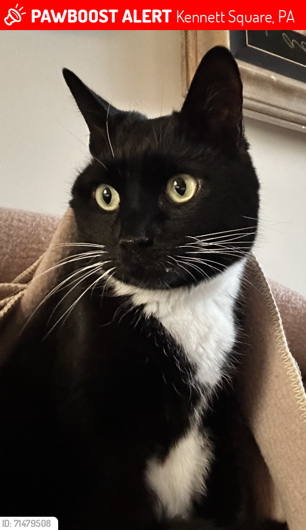 Lost Male Cat last seen State Street,Walnut Rd, Cope Rd, Kennett Square, PA 19348