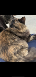 Lost Female Cat last seen Hege Dr, Davidson County, NC 27295