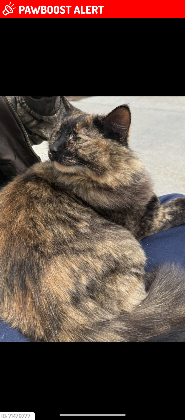 Lost Female Cat last seen Hege Dr, Davidson County, NC 27295