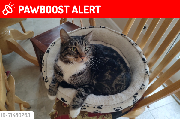 Lost Male Cat last seen Compton, Capital Regional District, BC 