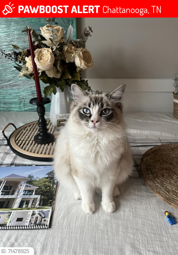 Lost Male Cat last seen Shallowford Rd near Drake Forest subdivision, Chattanooga, TN 37421