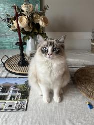 Lost Male Cat last seen Shallowford Rd near Drake Forest subdivision, Chattanooga, TN 37421
