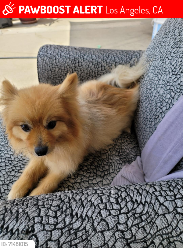 Lost Female Dog last seen Normandie and 88th place, Los Angeles, CA 90044