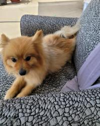 Lost Female Dog last seen Normandie and 88th place, Los Angeles, CA 90044