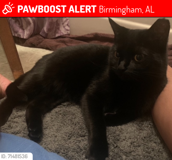 Lost Female Cat last seen North Smithfield Manor, Birmingham, AL 35207