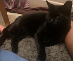 Lost Female Cat last seen North Smithfield Manor, Birmingham, AL 35207