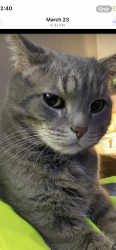 Lost Male Cat last seen Old Hwy 95 , Lenoir City, TN 37771