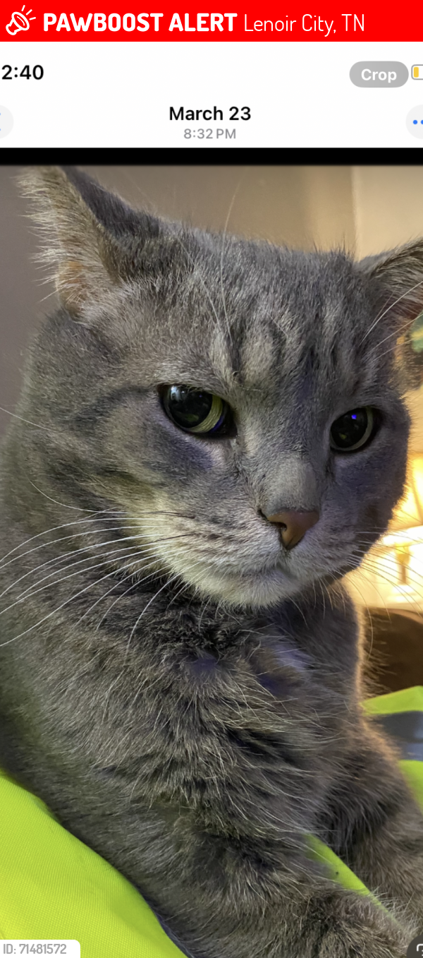 Lost Male Cat last seen Old Hwy 95 , Lenoir City, TN 37771