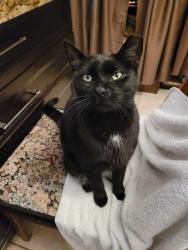 Lost Male Cat last seen Near SW 147 Ct, Miami, FL 33193