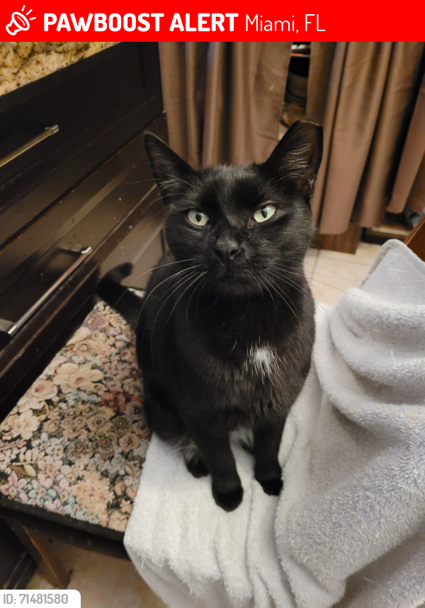 Lost Male Cat last seen Near SW 147 Ct, Miami, FL 33193