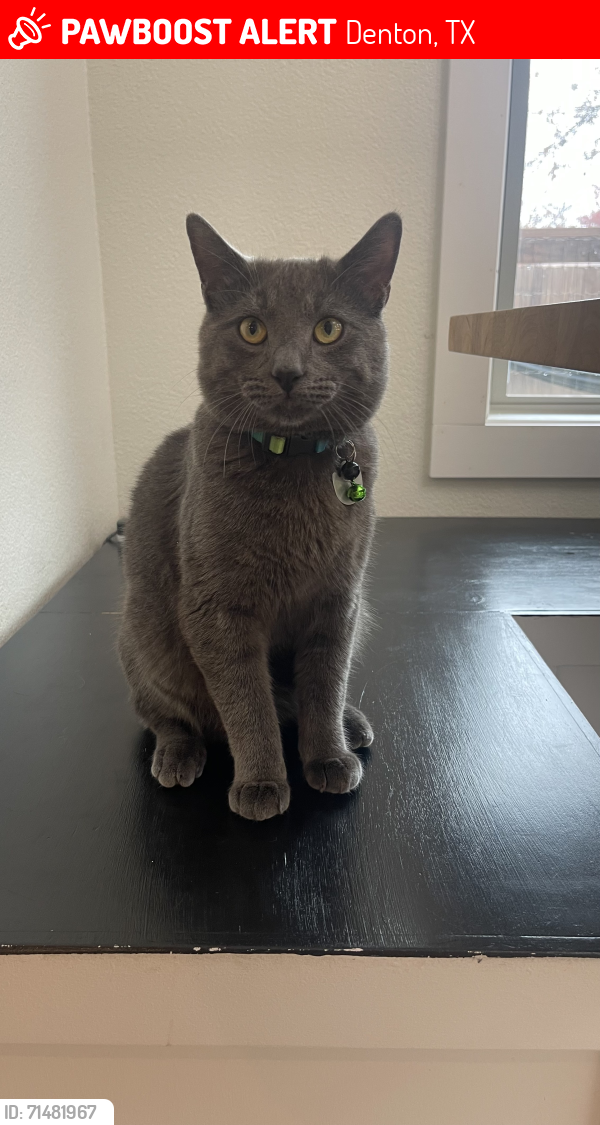 Lost Male Cat last seen Misty hollow street denton texas, Denton, TX 76209