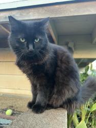 Lost Female Cat last seen Kuahelani Avenue , Mililani, HI 96789