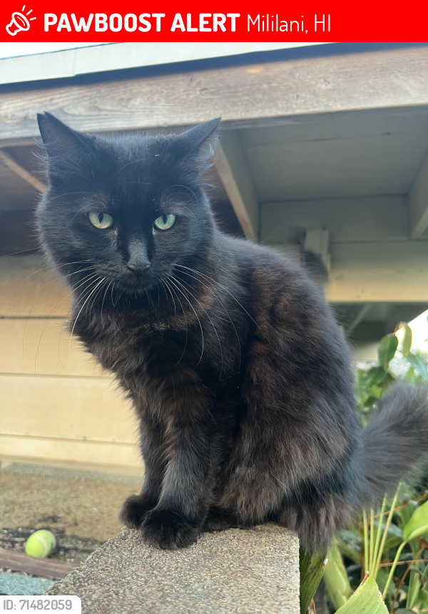 Lost Female Cat last seen Kuahelani Avenue , Mililani, HI 96789