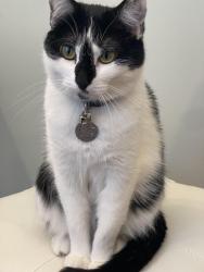Lost Female Cat last seen Flying J, Nephi, UT 84648