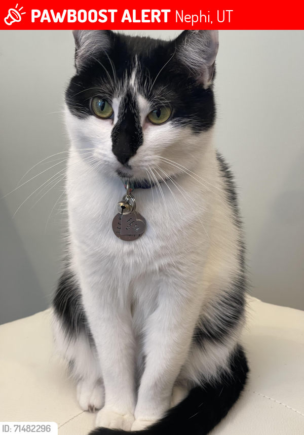 Lost Female Cat last seen Flying J, Nephi, UT 84648