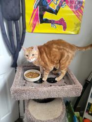 Lost Male Cat last seen Legacy at Stagecoach, Ellenwood, GA 30294
